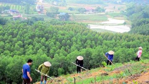 Tổng diện tích gieo trồng tăng 9,5% so với cùng kỳ