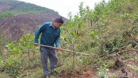Lạng Sơn đạt nhiều kết quả tích cực trong bảo vệ và phát triển rừng 6 tháng đầu năm 2026