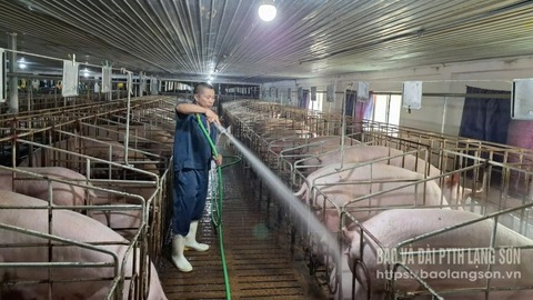 Một số kết quả trong triển khai thực hiện Luật Chăn nuôi, Luật Thú y trên địa bàn tỉnh