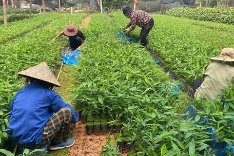 Chỉ đạo việc nghiên cứu, phát triển trồng cây Giang trên địa bàn tỉnh